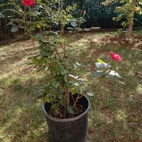 Pianta di rosa