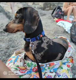 Bassotto tedesco nano x monta