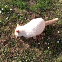 Gatto maschio siamese redpoint