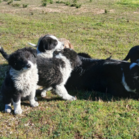 Cuccioli di Border Collie