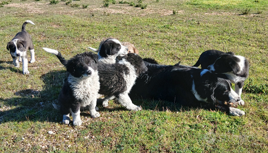 Cuccioli di Border Collie