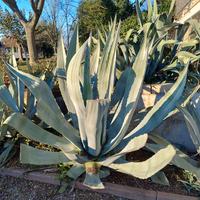 Agave 