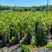 Piante/piantine di alloro 