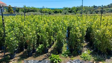 Piante/piantine di alloro 