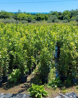 Piante/piantine di alloro 