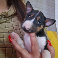 Bull terrier miniatura
