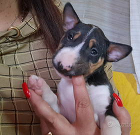 Bull terrier miniatura