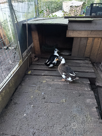 Coppia Anatre mute colorate