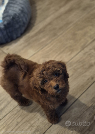 Barboncino Toy Fulvo