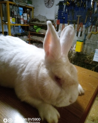 Conigli bianchi di Nuova Zelanda