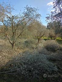 Terreno agricolo