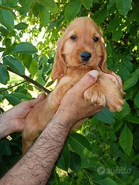 Cuccioli di Cocker (cocher, koker,kooker)