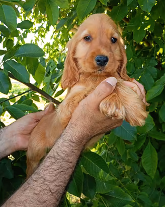 Cuccioli di Cocker (cocher, koker,kooker)