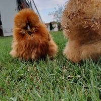 Galline moroseta silkie americana con barba
