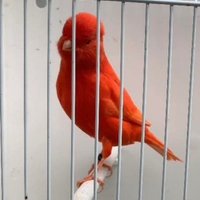 Hobbista profesionale