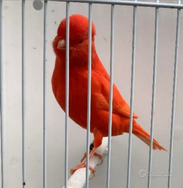 Hobbista profesionale