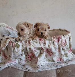 Maltipoo