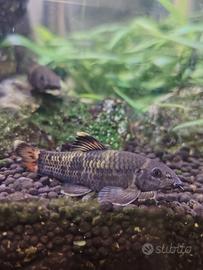 Coppia pesci da fondo