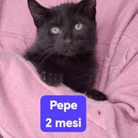 PEPE, 2 Mesi, e tanta tenerezza