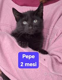 PEPE, 2 Mesi, e tanta tenerezza