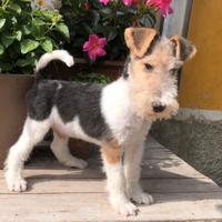 Cuccioli Fox terrier