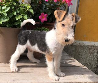 Cuccioli Fox terrier