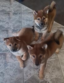 3 cucciolotti di shiba
