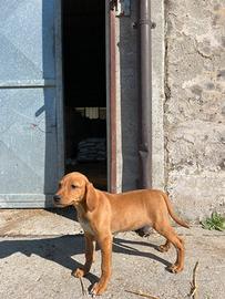 Cuccioli di segugio maremmano