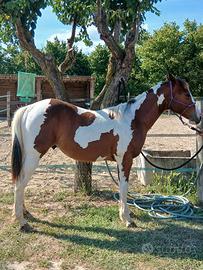 Puledro paint horse