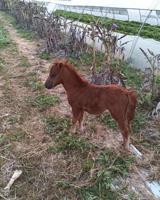 Vendita pony