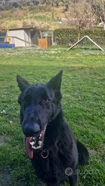 Pastore tedesco nero