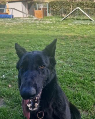 Pastore tedesco nero