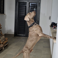 Weimaraner per monta