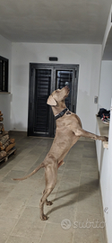 Weimaraner per monta