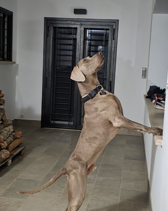 Weimaraner per monta