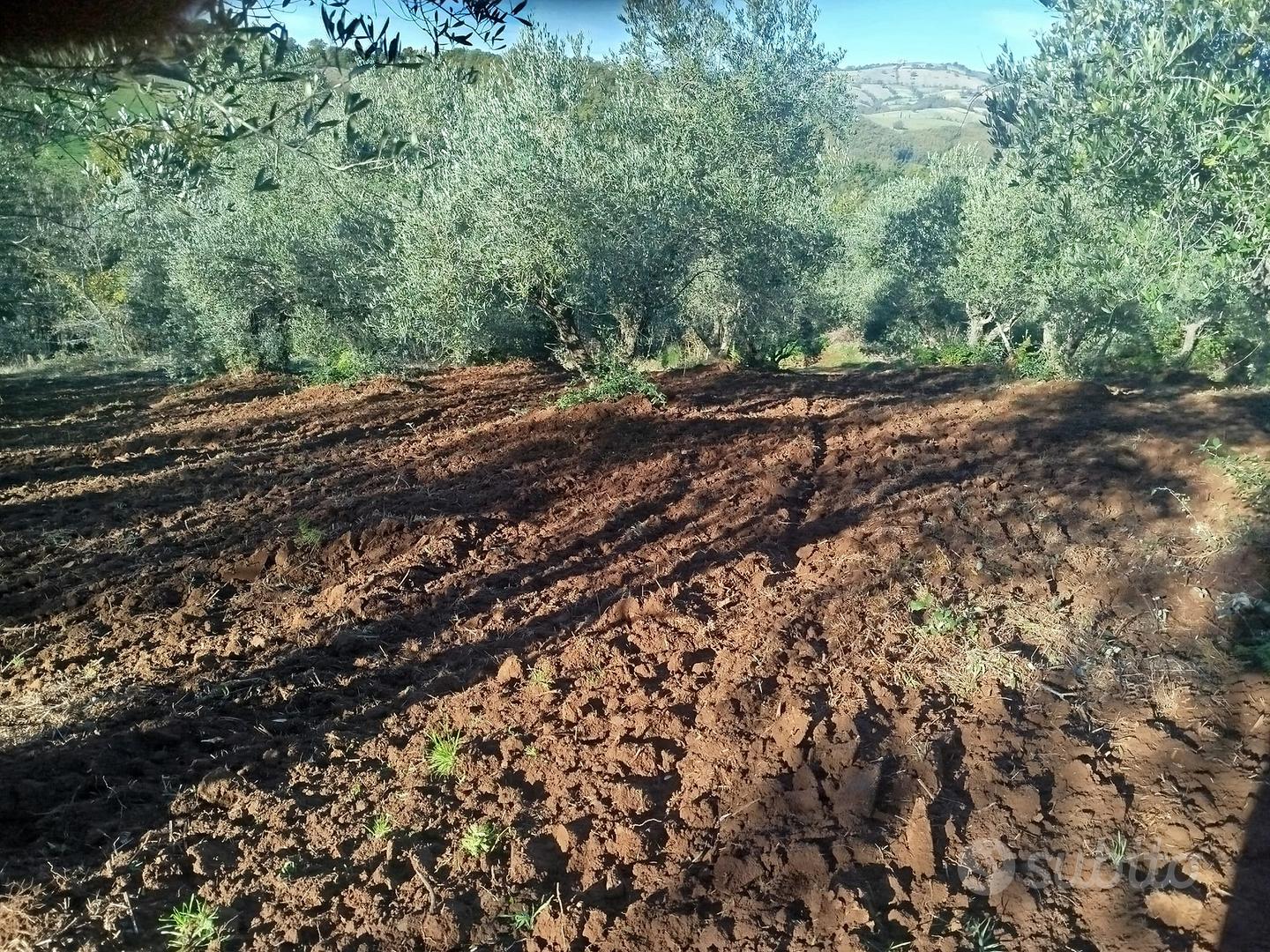 Oliveto produttivo in Toscana - Vista 5