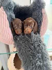 Bassotto arlecchino e marrone