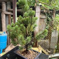 Pre bonsai Pino