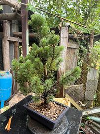 Pre bonsai Pino