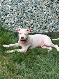 Cucciolo American staffordschire
