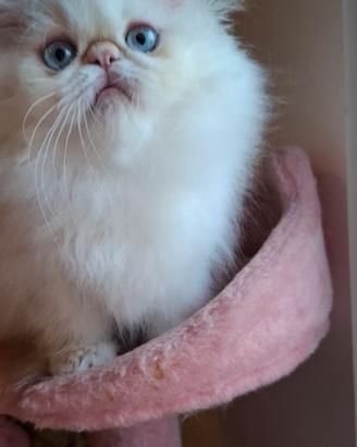 meravigliosi gattini persiani 