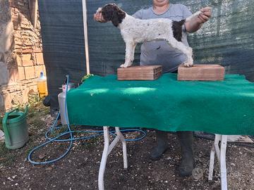 Cani Lagotto Romagnolo
