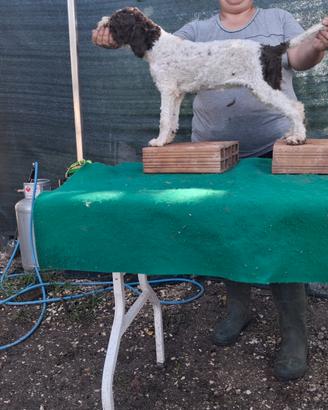 Cani Lagotto Romagnolo