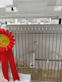 Ondulati di colore cocorite