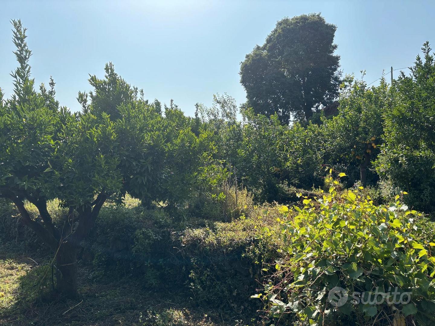 Piedimonte Etneo Terreno Agricolo di 6000mq - Vista 3