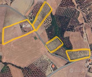 Vigneti e seminativo