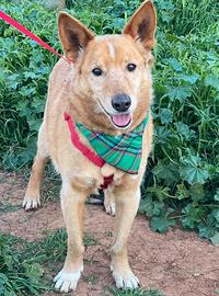 Da anni aspetta una carezza prima di addormentarsi