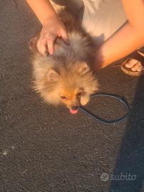 Spiz di pomerania toy maskio