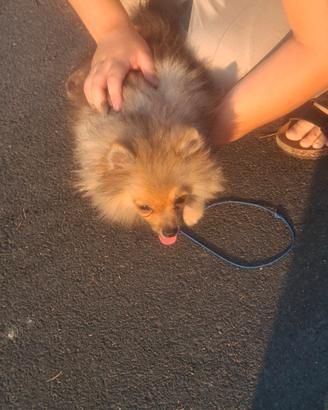 Spiz di pomerania toy maskio