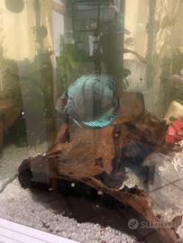 Pesce discus 7/8 cm